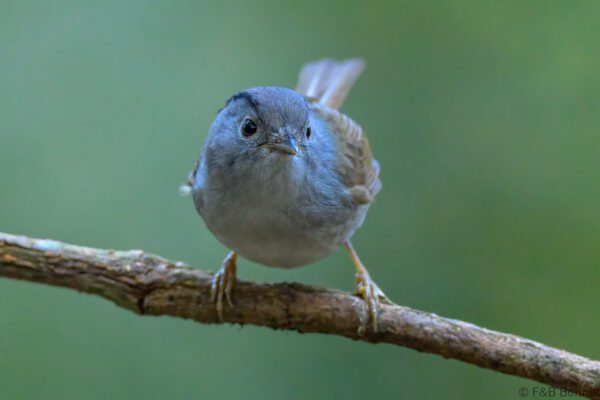 Mountain Fulvetta - Vietnam - Da Lat - 2026