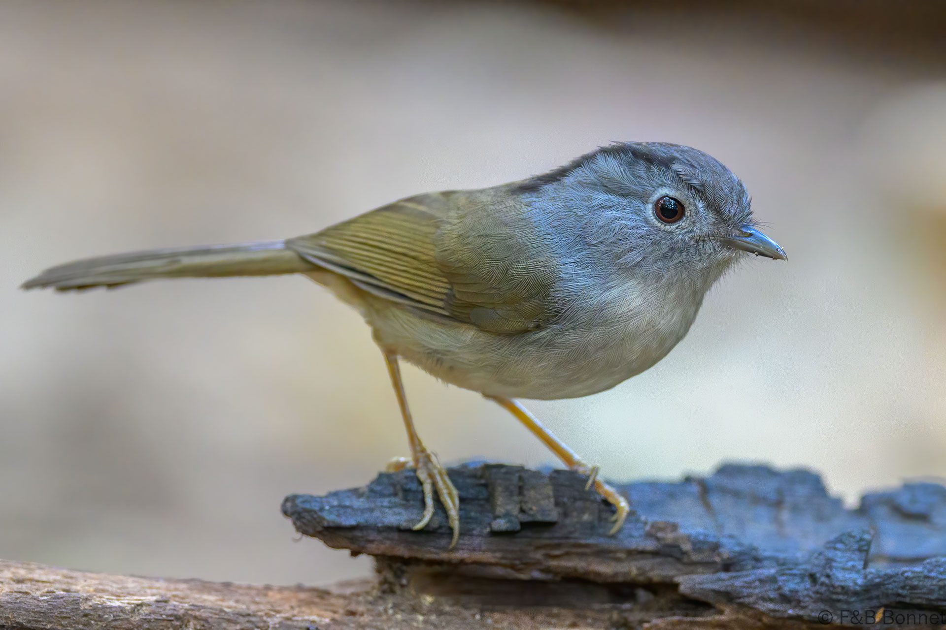 Mountain Fulvetta - Vietnam - Da Lat - 2026