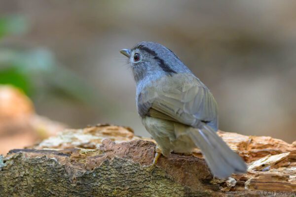 Mountain Fulvetta - Vietnam - Da Lat - 2026