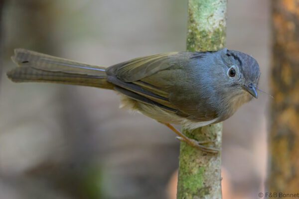 Mountain Fulvetta - Vietnam - Da Lat - 2026