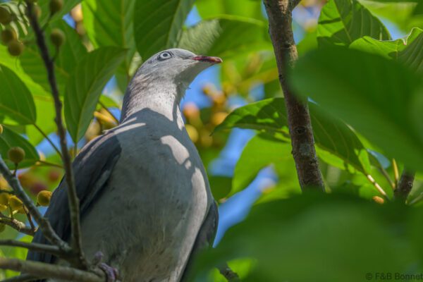 Mountain Imperial Pigeon - Thailand - Kaeng Krachan - 2023