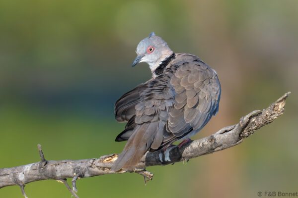 Mourning Collared Dove - South Africa - Mapungubwe NP - 2025