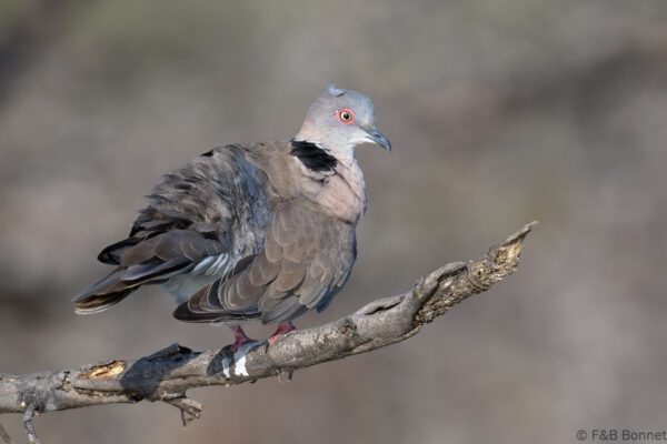 Mourning Collared Dove - South Africa - Mapungubwe NP - 2025