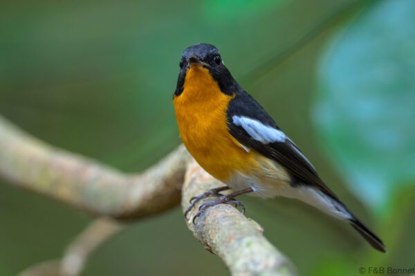 Mugimaki Flycatcher ♂ - Vietnam - Di Linh - 2026