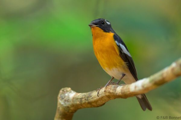 Mugimaki Flycatcher ♂ - Vietnam - Di Linh - 2026