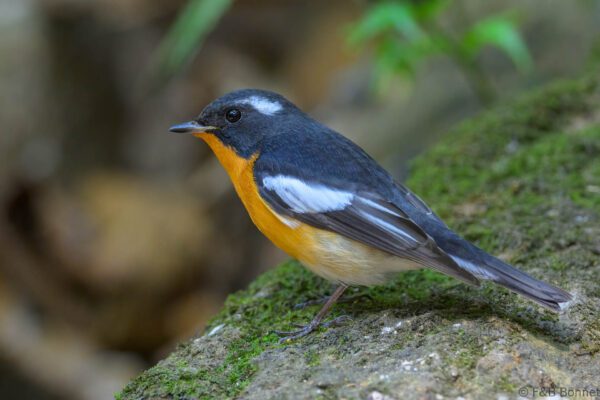 Mugimaki Flycatcher ♂ - Vietnam - Di Linh - 2026