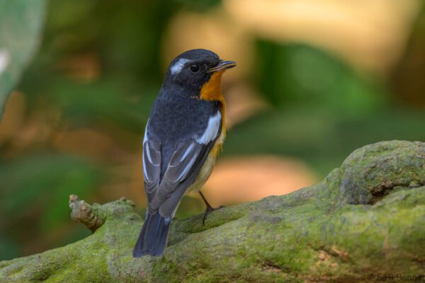 Mugimaki Flycatcher ♂ - Vietnam - Di Linh - 2026