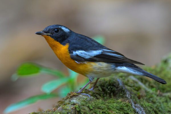 Mugimaki Flycatcher ♂ - Vietnam - Di Linh - 2026