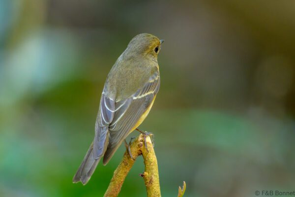 Mugimaki Flycatcher ♀ - Vietnam - Di Linh - 2026