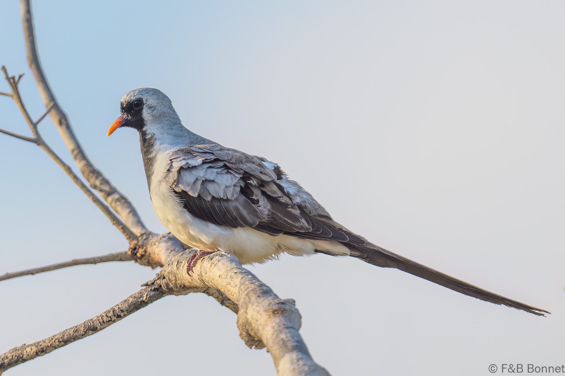Tourterelle masquée - Madagascar - Tulear - 2023