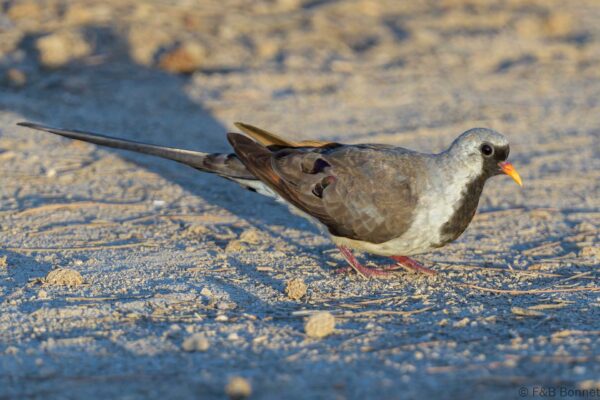 Tourterelle masquée - Madagascar - Mangily - 2023
