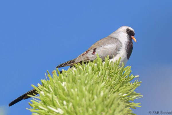 Tourterelle masquée - Madagascar - Tulear - 2023