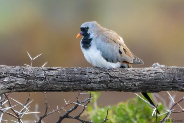 Namaqua Dove - South Africa - Karoo NP - 2022