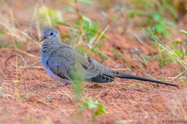 Namaqua Dove - South Africa - Mapungubwe NP - 2025
