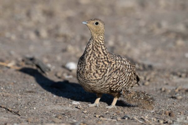 Namaqua Sandgrouse ♀ - South Africa - Kgalagadi NP - 2024