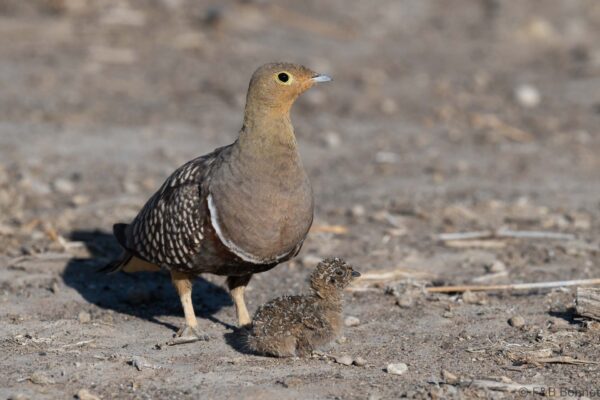 Namaqua Sandgrouse ♂ - South Africa - Kgalagadi NP - 2024