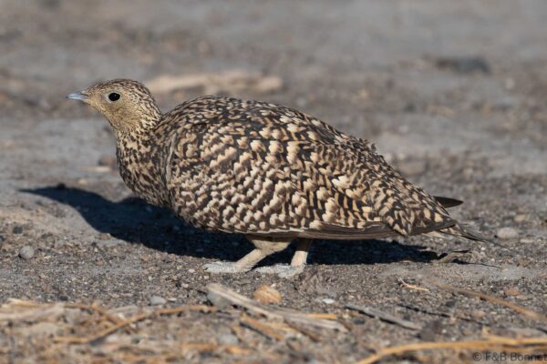 Namaqua Sandgrouse ♀ - South Africa - Kgalagadi NP - 2024