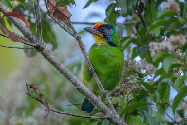 Necklaced Barbet - Vietnam - Da Lat - 2026