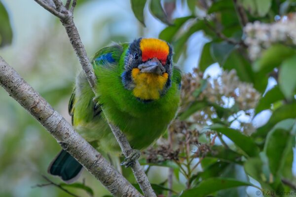 Necklaced Barbet - Vietnam - Da Lat - 2026