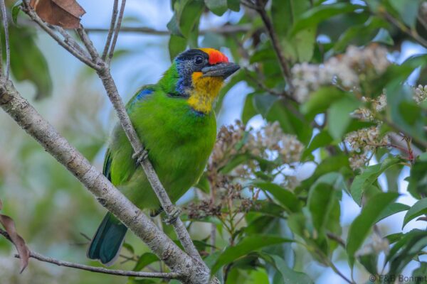 Necklaced Barbet - Vietnam - Da Lat - 2026