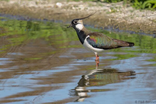 Avefría europea - España - Andalucía - 2023