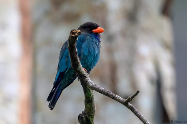 Oriental Dollarbird - Philippines - Palawan - 2025