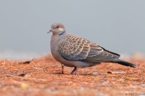 Oriental Turtle Dove - Thailand -Doi Sanju - 2024