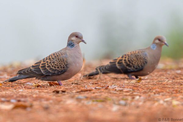 Oriental Turtle Dove - Thailand -Doi Sanju - 2024