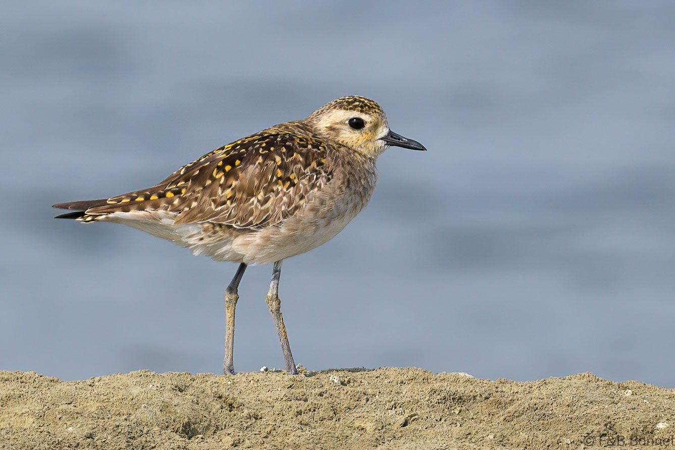 Pacific Golden Plover - Thailand - Pak Thale - 2023