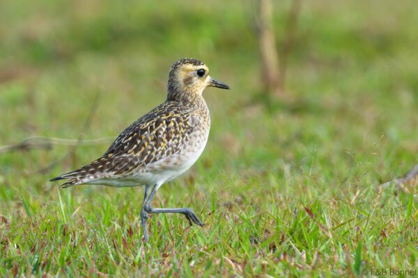 Pacific Golden Plover - Thailand - Ban Thung Yai - 2023