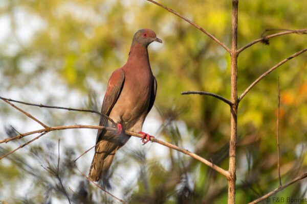Paloma colorada - Costa Rica - Bahia Drake - 2021