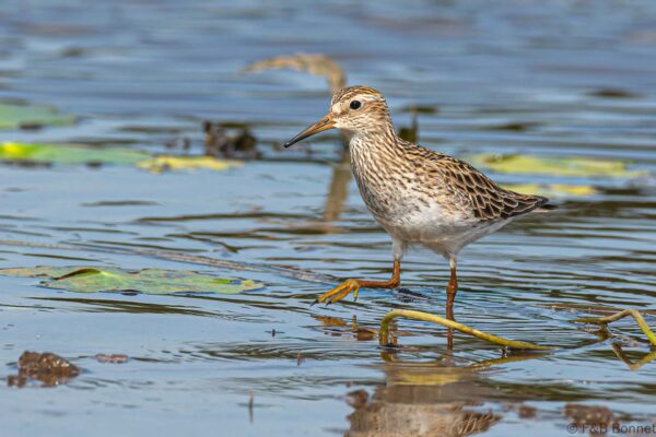 Correlimos pectoral - Costa Rica - Caño negro - 2021