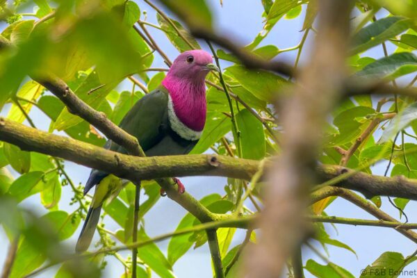 Pink-headed Fruit Dove - Indonesia - East Java - 2025
