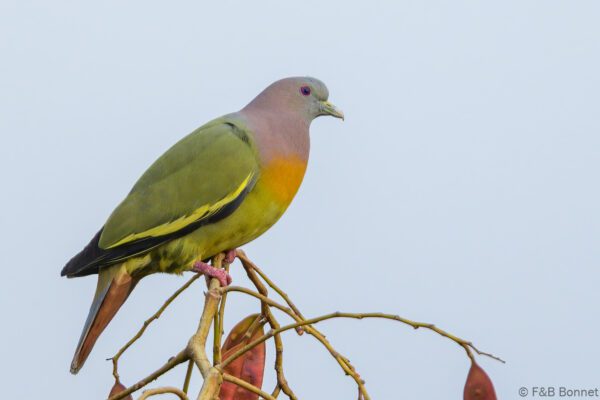 Pink-necked Green Pigeon - Thailand - Bangkok - 2023