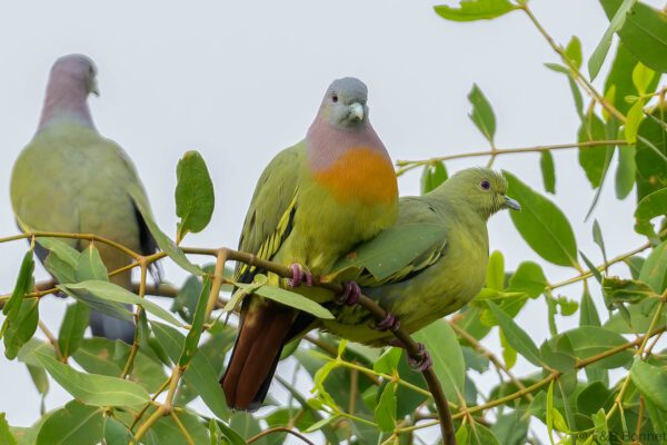 Pink-necked Green Pigeon - Thailand - Bangkok - 2023
