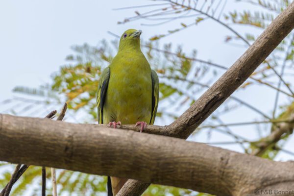 Pink-necked Green Pigeon - Thailand - Bangkok - 2023