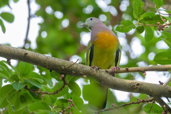 Pink-necked Green Pigeon - Thailand - Bangkok - 2023