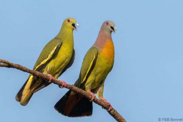 Pink-necked Green Pigeon - Thailand - Bangpu - 2023