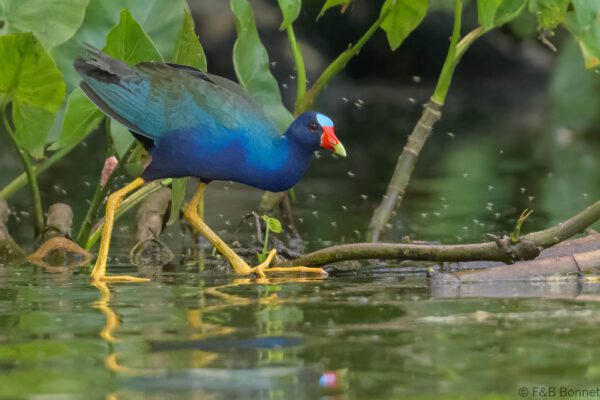 Calamoncillo americano - Ecuador - Río Napo - 2023