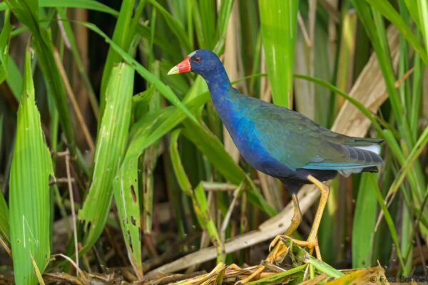 Calamoncillo americano - Ecuador - Río Napo - 2023