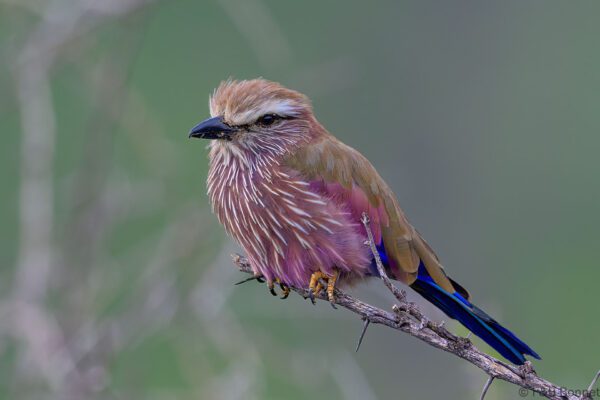 Purple Roller - South Africa - Madikwe GR - 2025