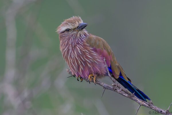 Purple Roller - South Africa - Madikwe GR - 2025