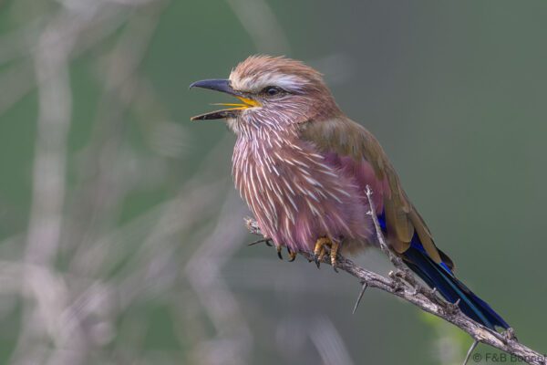 Purple Roller - South Africa - Madikwe GR - 2025