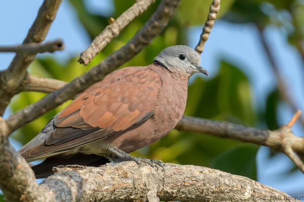 Red Collared Dove - Thailand - Khao Sam Roi Yot - 2023