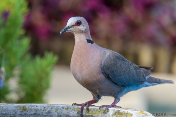 Red-eyed Dove - South Africa - Cape Town - 2022