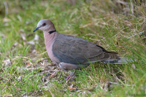 Red-eyed Dove - South Africa - Brenton-on-sea - 2022