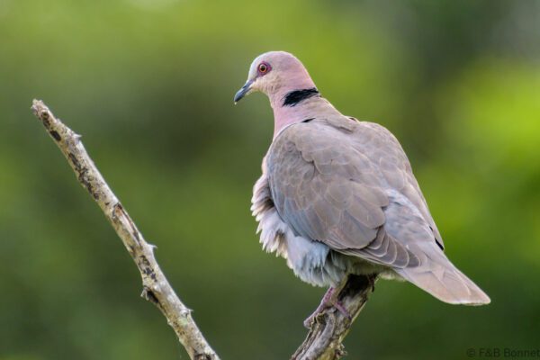 Red-eyed Dove - South Africa - Tembe - 2022