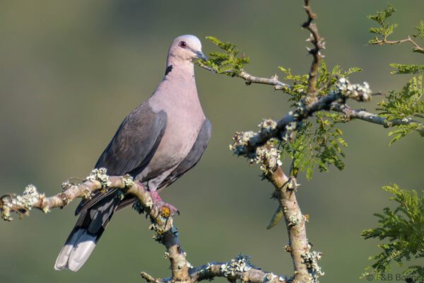Red-eyed Dove - South Africa - Hluhluwe-Imfolozi - 2022