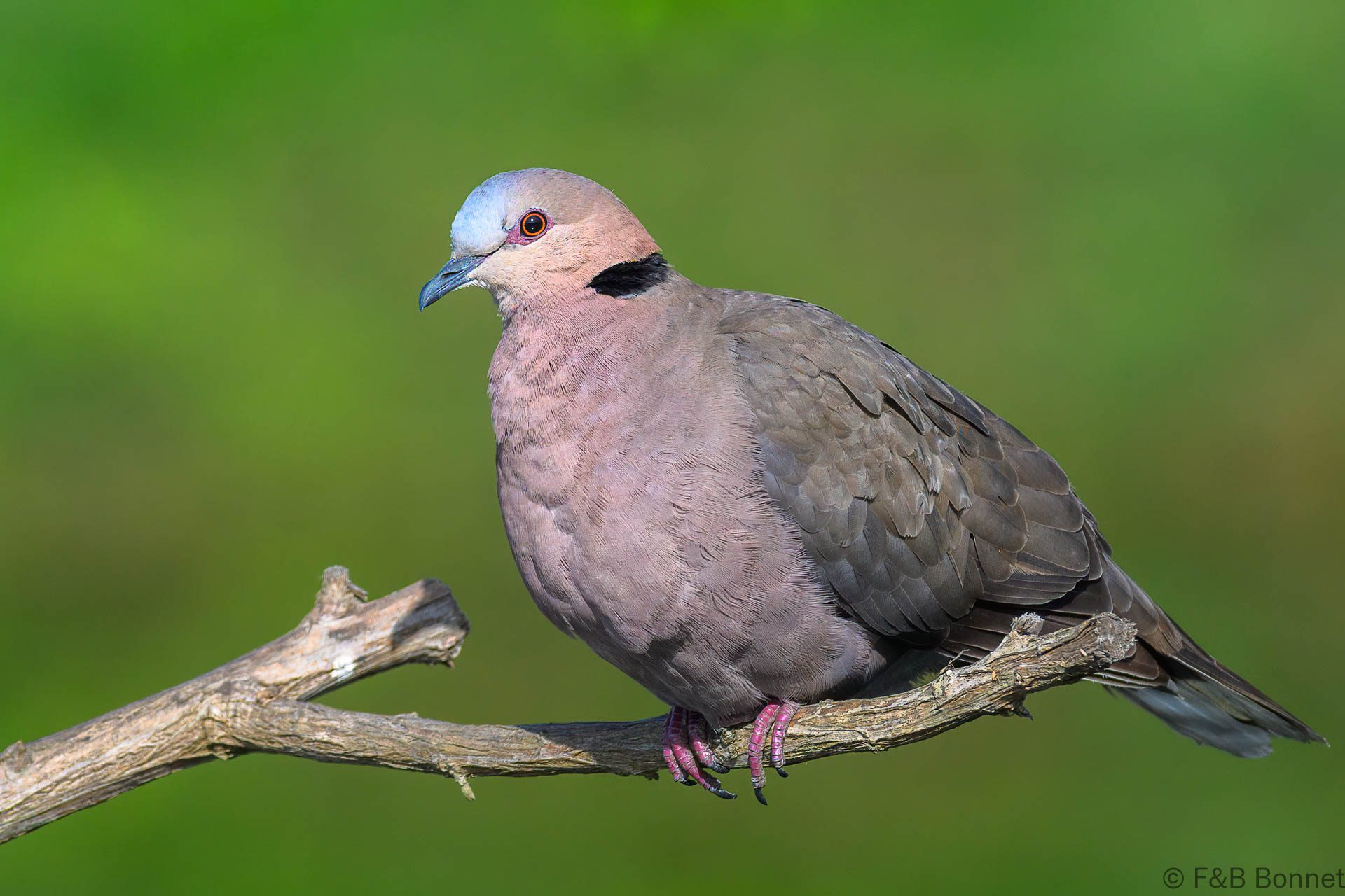 Red-eyed Dove - South Africa - Cape Town - 2025