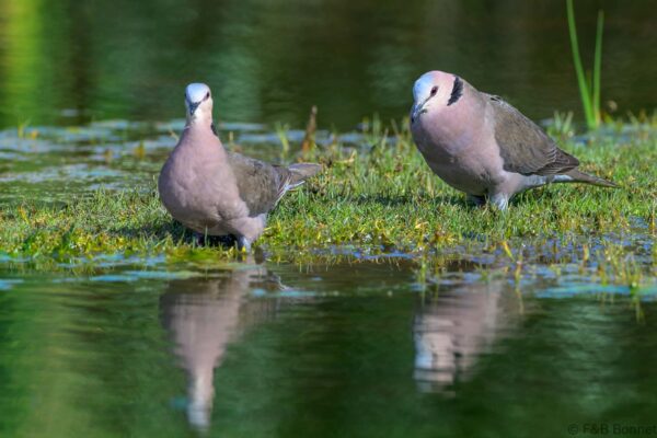 Red-eyed Dove - South Africa - Cape Town - 2025